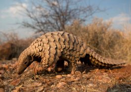 Pangolin