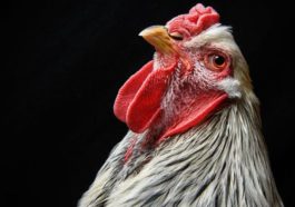 Türkiye Çin'e Tavuk Ayağı Satıyor