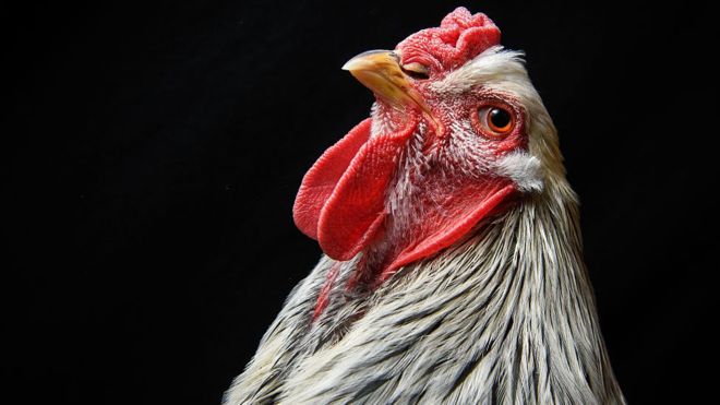 Türkiye Çin'e Tavuk Ayağı Satıyor