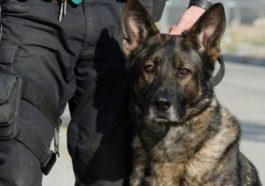 Klon köpek Çin’de polislik yapıyor!