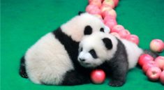 Panda yavruları Çin halkıyla tanıştı!