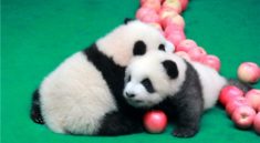 Panda yavruları Çin halkıyla tanıştı!