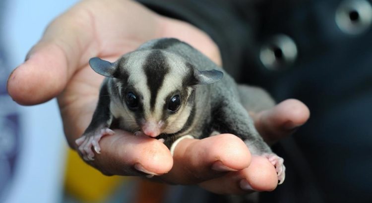 Çin'de yeni bir tür uçan sincap keşfedildi