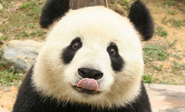 Çin’de Panda Ziyaretleri Sınırlandı!